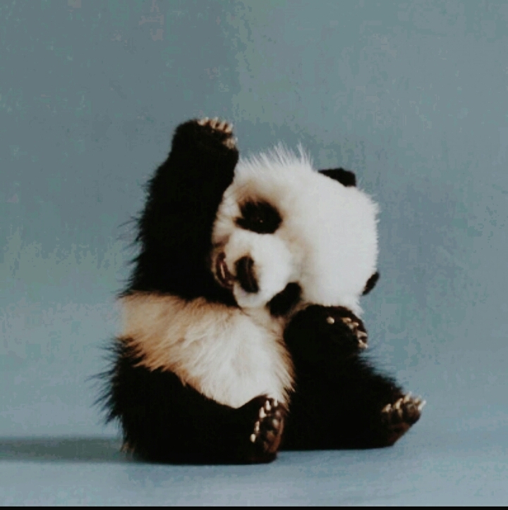 Panda says Hello!