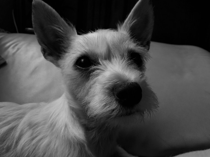 #dog