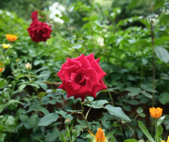 Just rose! :)