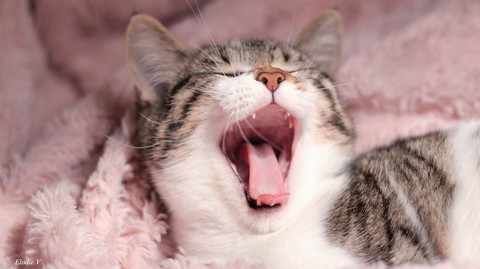 chat
