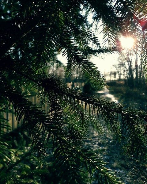 sfondi forest, природа