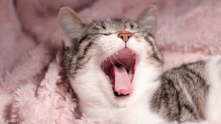 chat