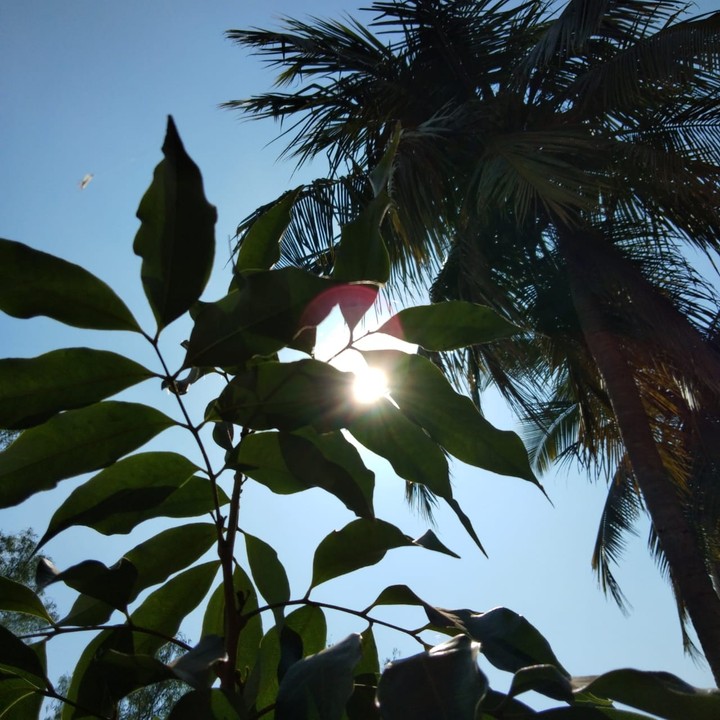 nature