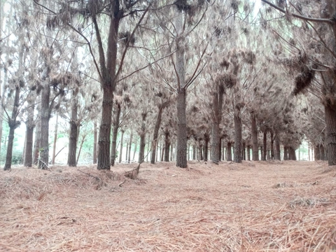 invierno en Chile fotografía de Esparta