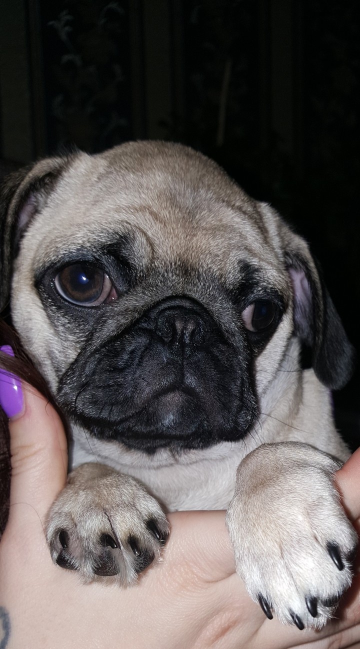 cutie dog