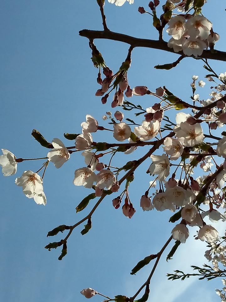 桜