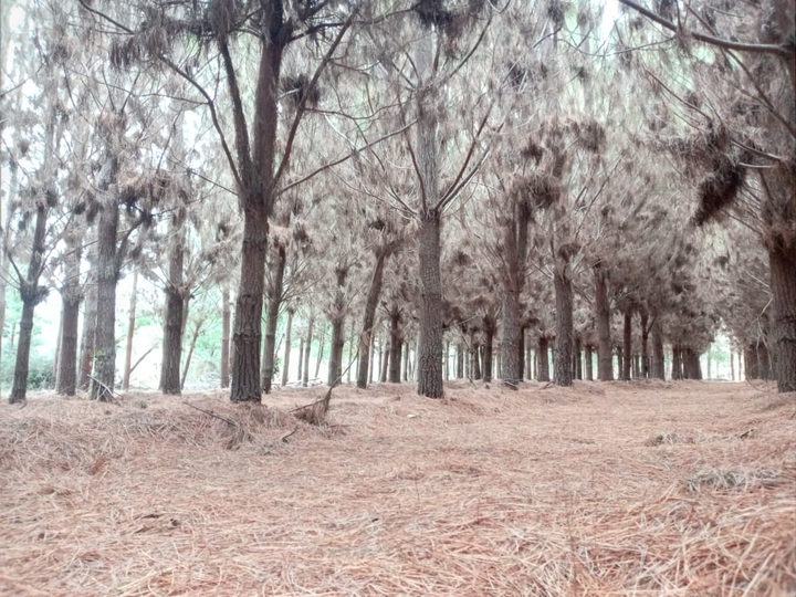 invierno en Chile fotografía de Esparta