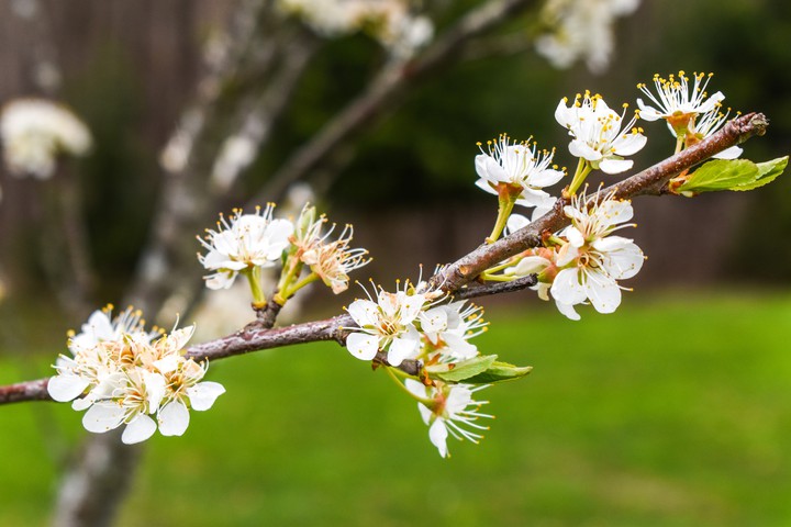Blossoms 4
