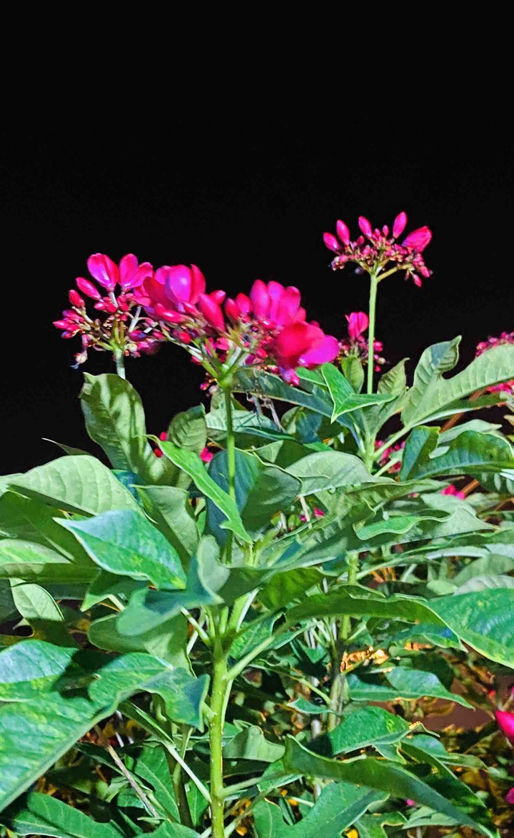 vibrant pink flowers