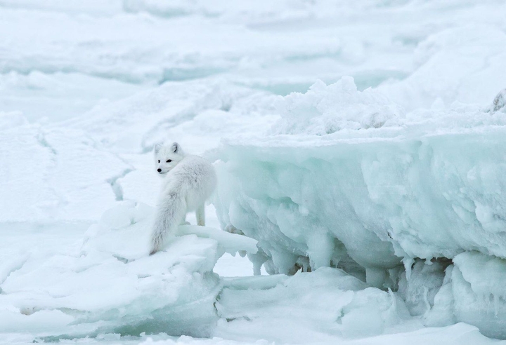 Polar fox