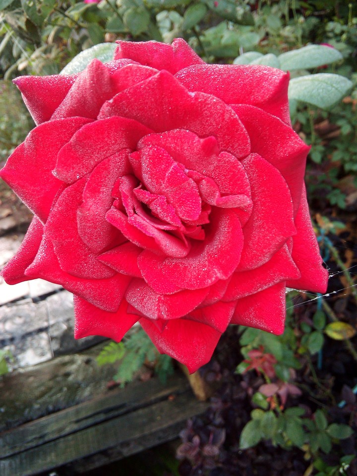 rose