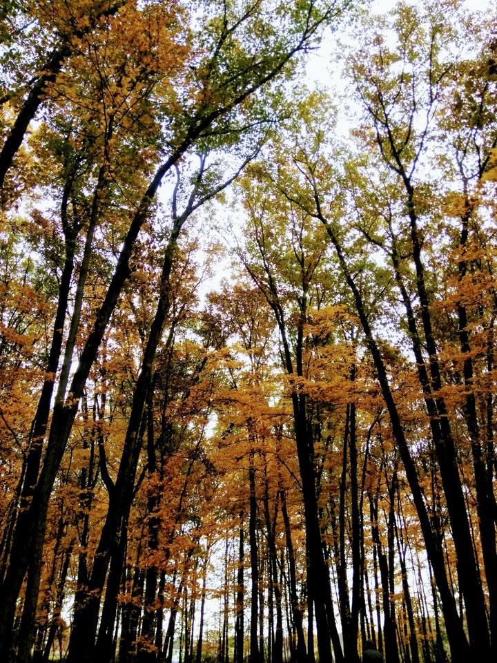 autumn oak