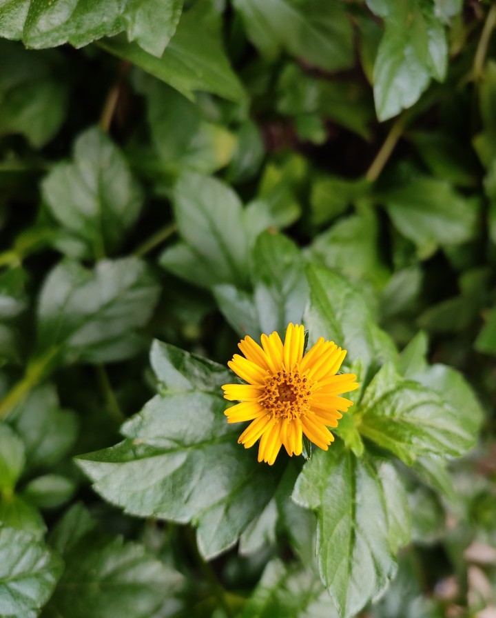 yellow in green