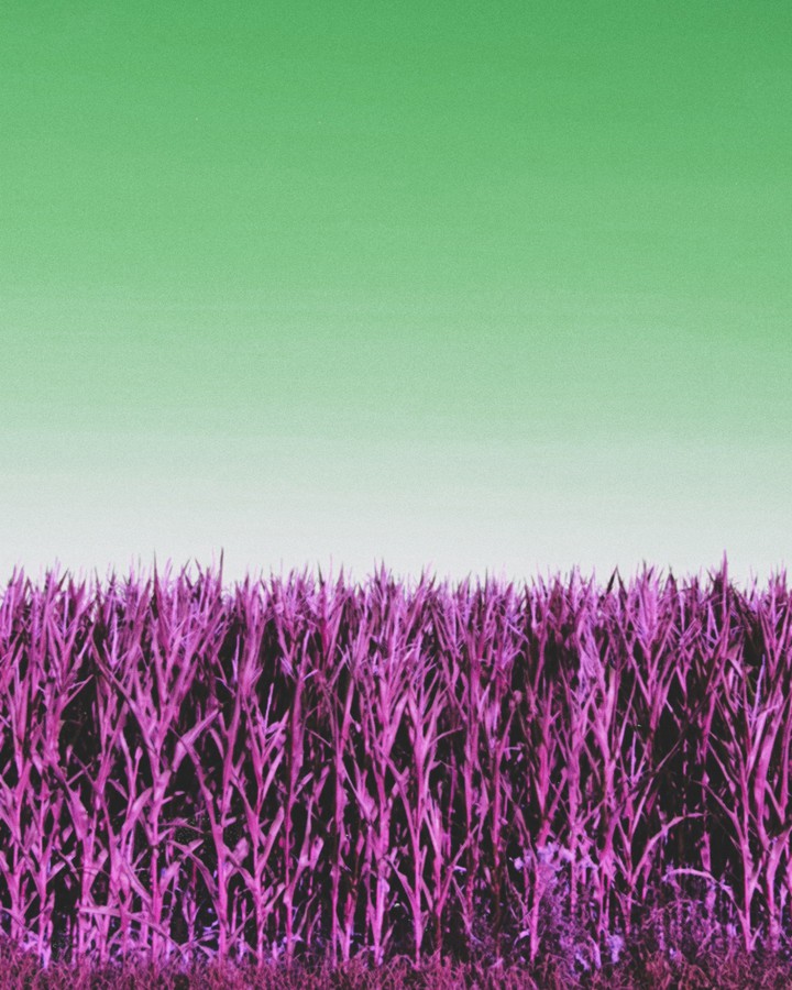 cornfield