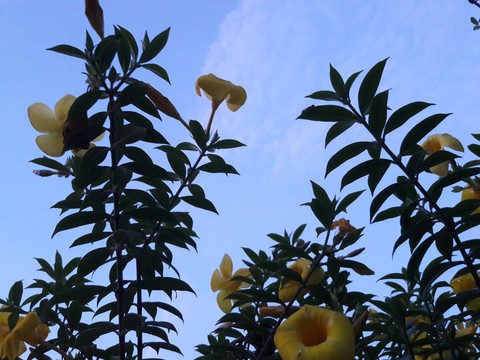 flower