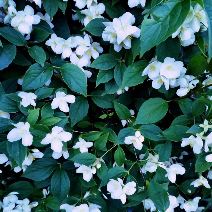 flowers