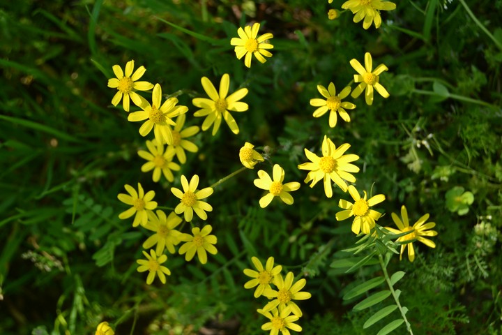 Flowers 6