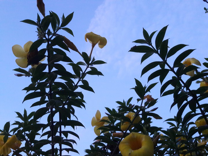 flower