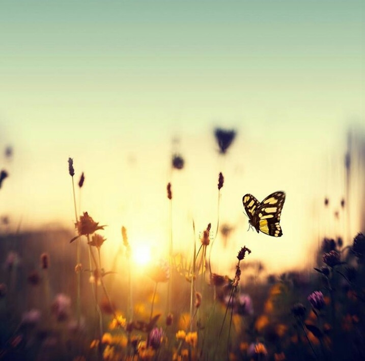 butterfly