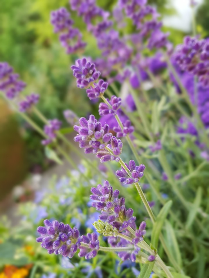 Lavendel Sommer