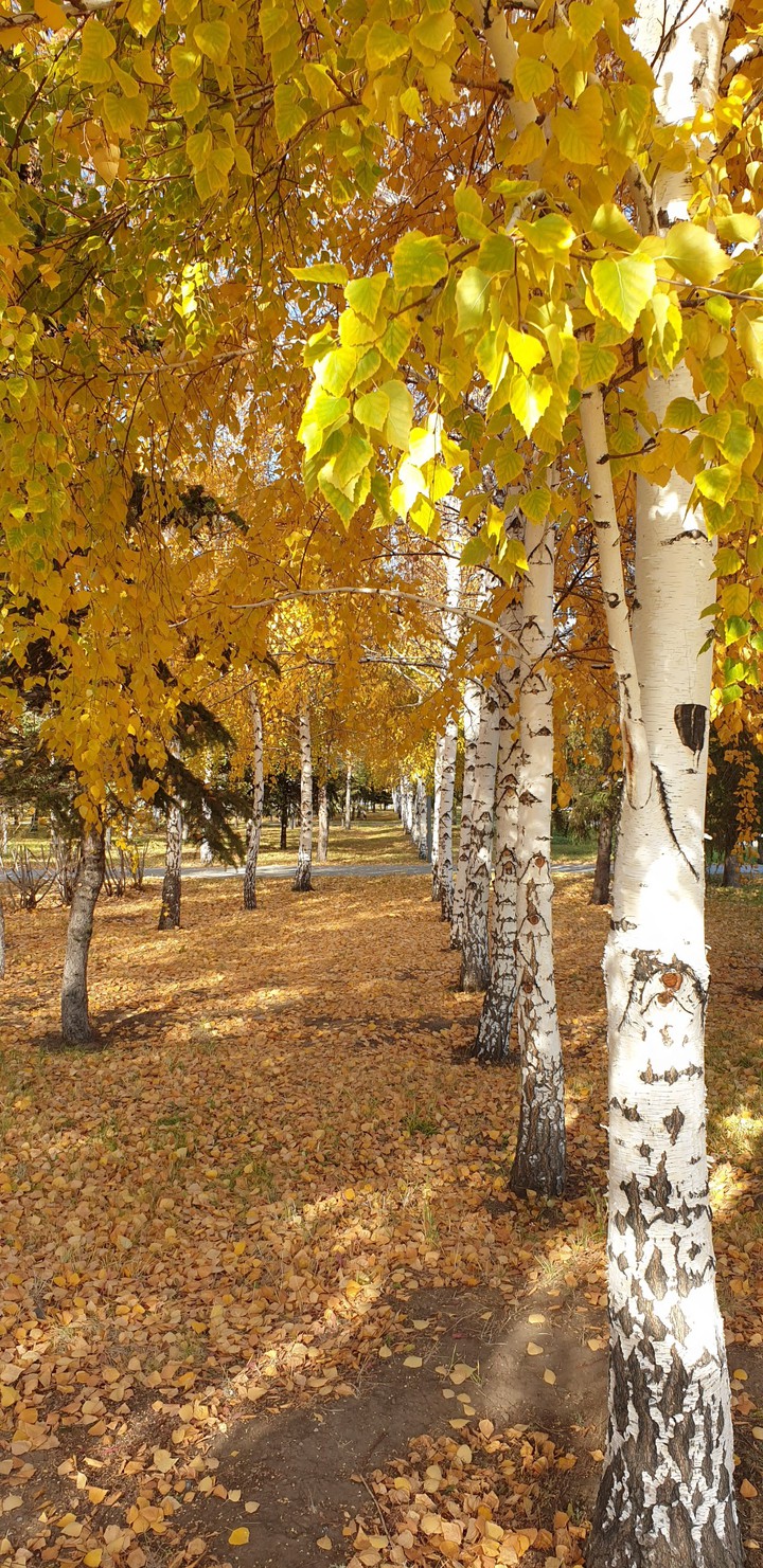 золотая осень