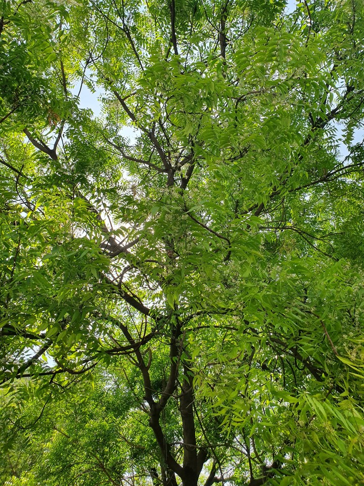 Serene Neem