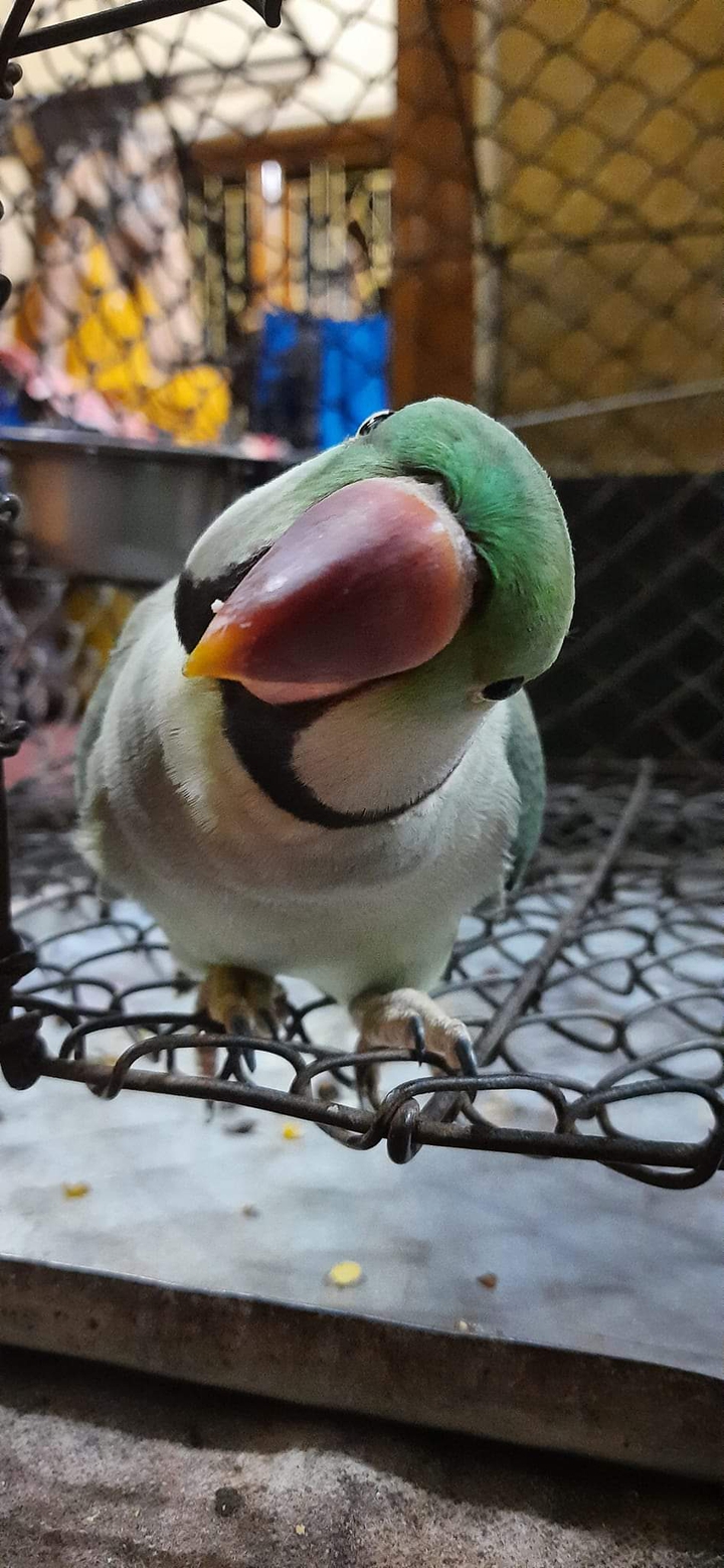 tittu