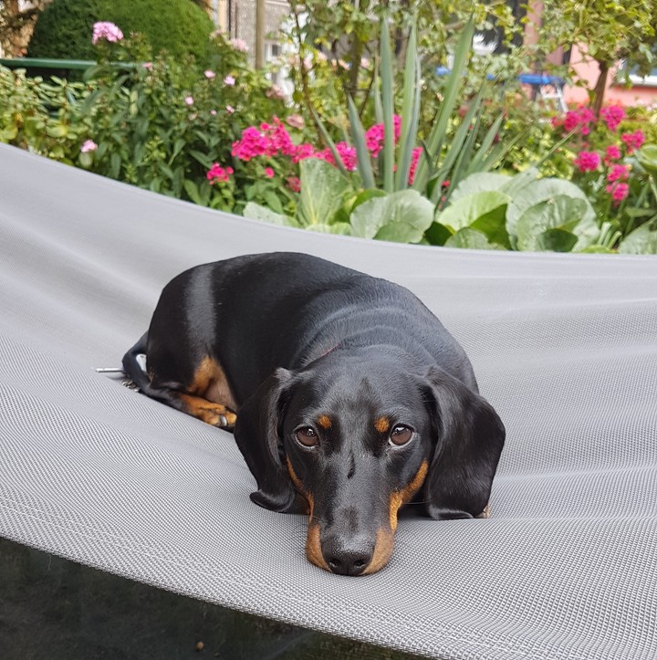 Dog Kaktus