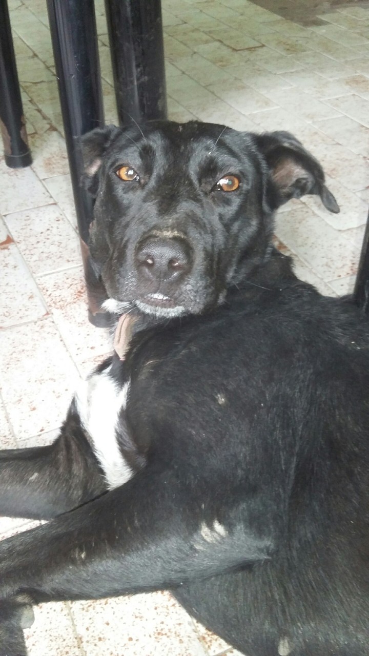 mi perrita Selene