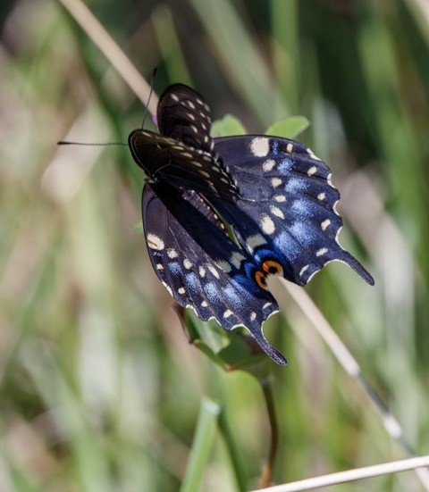 pollinator, flower壁紙
