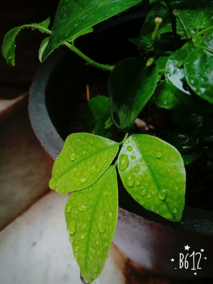 leaf with water droplets