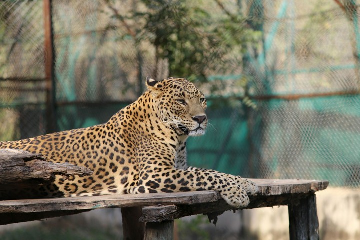 Leopard