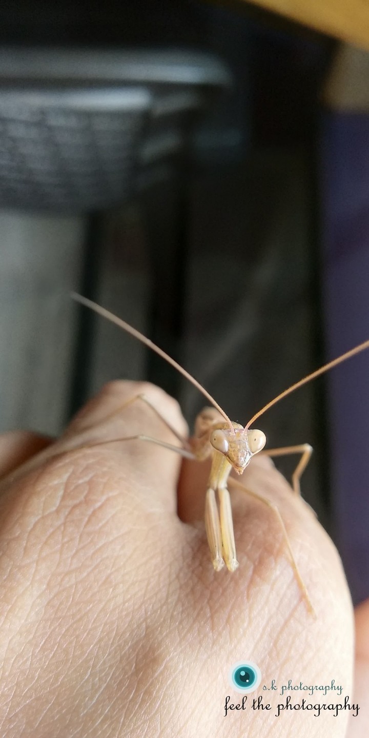 See the joy of this insect's face