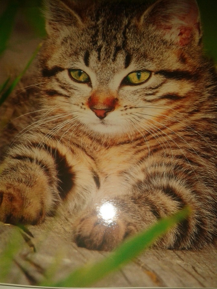 котик