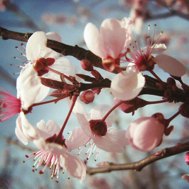 fiori