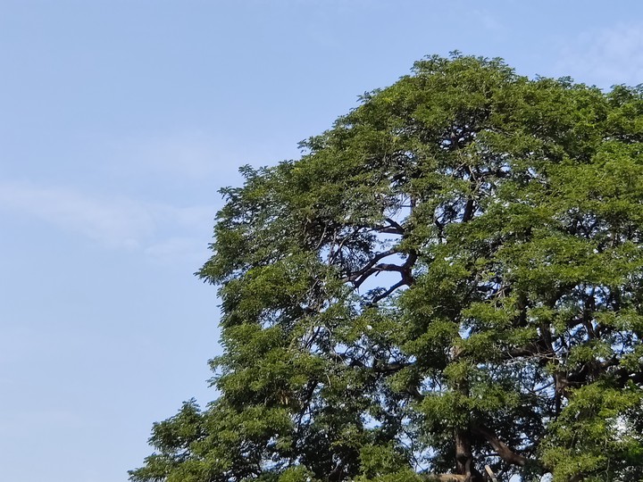 Nature's Beauty