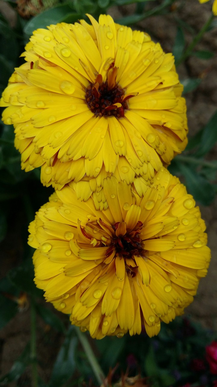 yellow