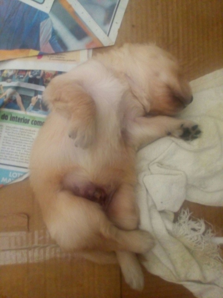 Puppie Golden