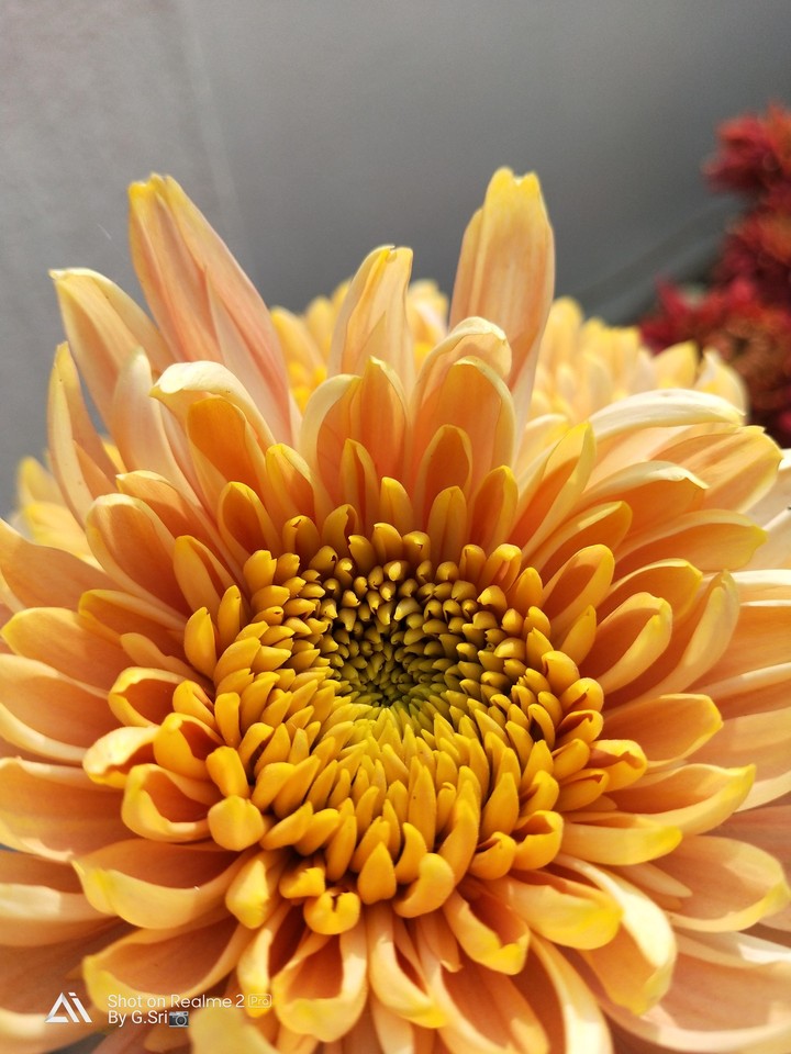 beautiful  colours