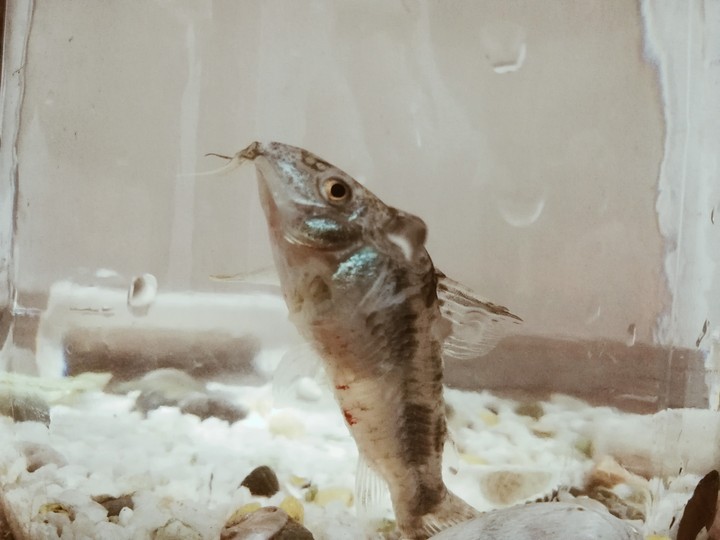 Fish in a jar