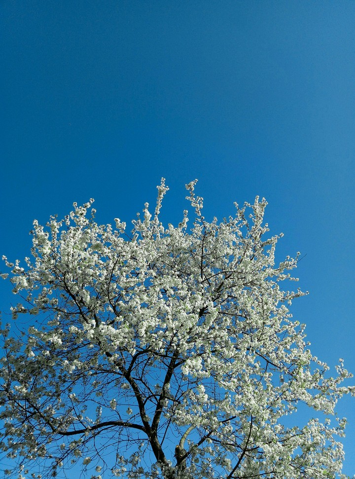 Sky and tree