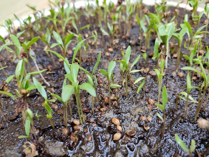Seed Germination