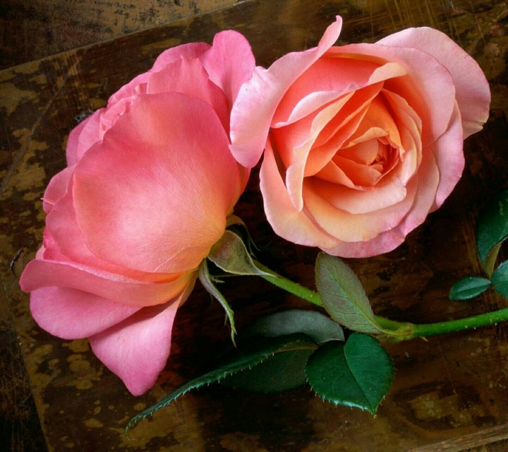 rose