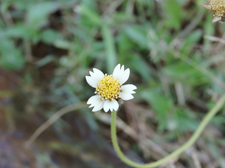 blur flower
