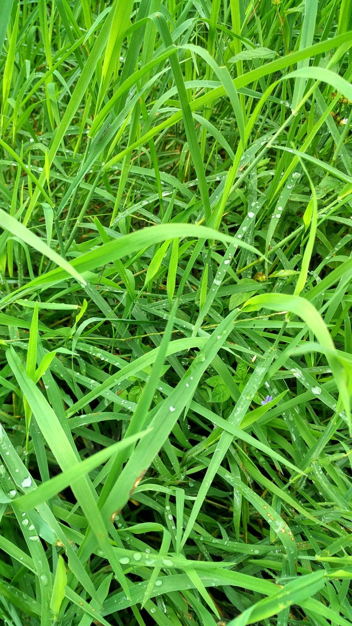 Find the grasshopper