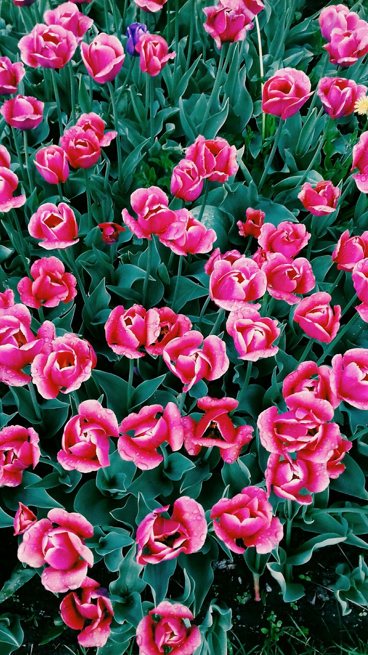 tulips