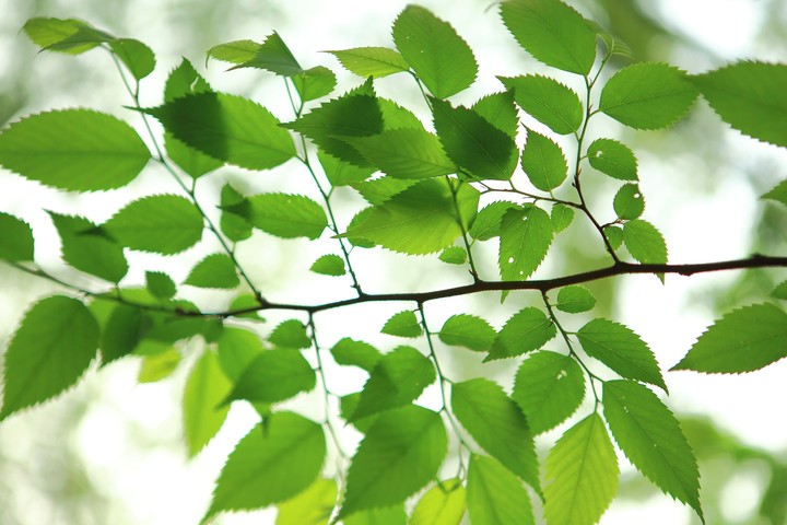 green leaves