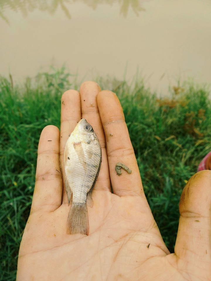 Fish