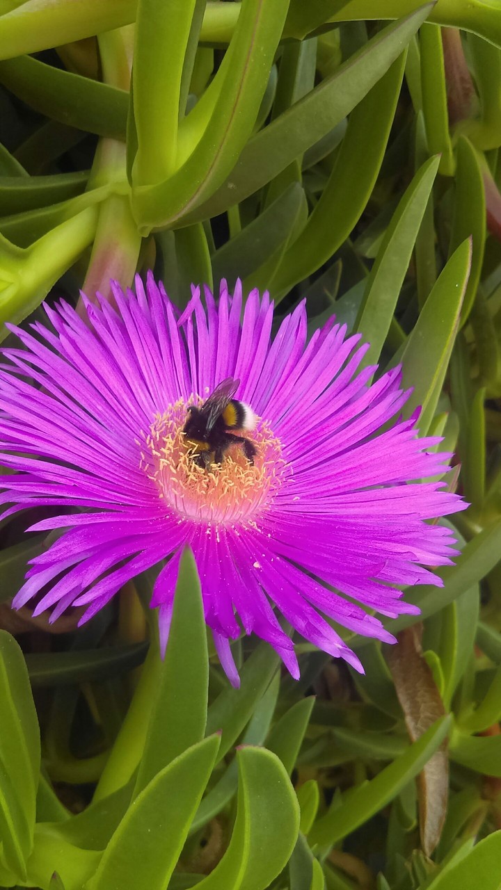 nature's magic