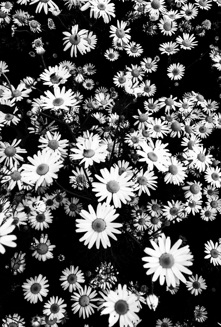 Chamomile